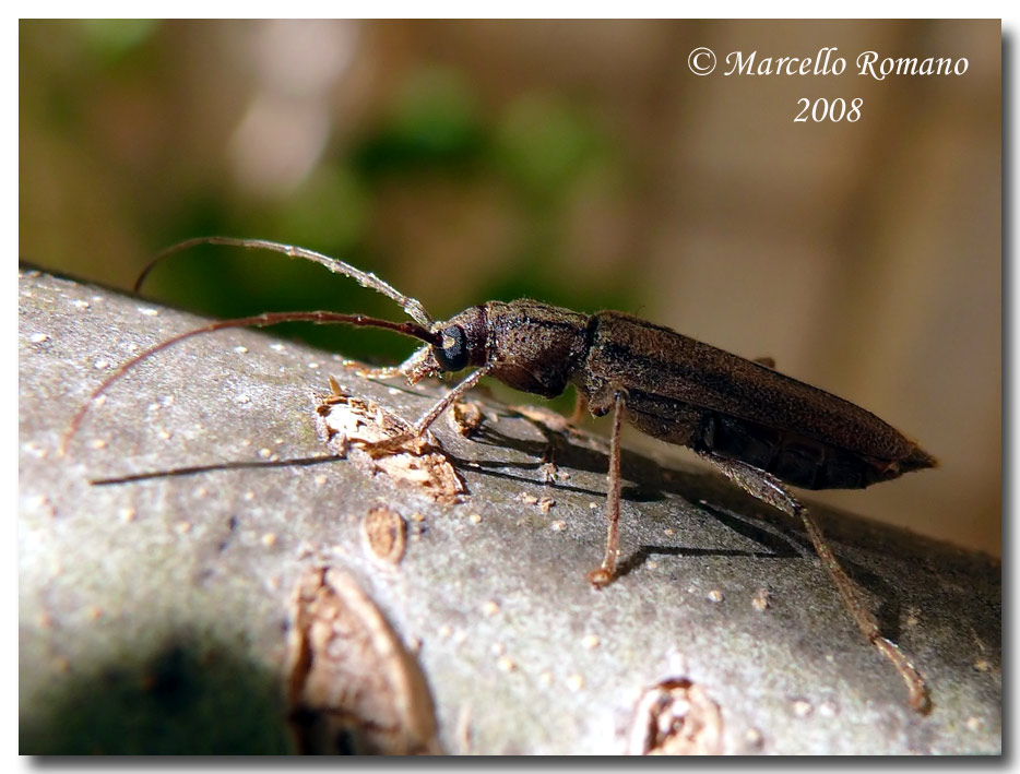 Insetti dalla Croazia:8.Icosium tomentosum atticum (Ceramb.)